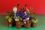 Carnivorous Plants for Halloween