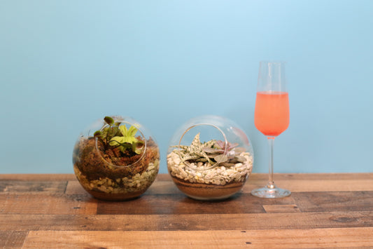 The Magic of Terrariums: Build Your Own Lush Mini World