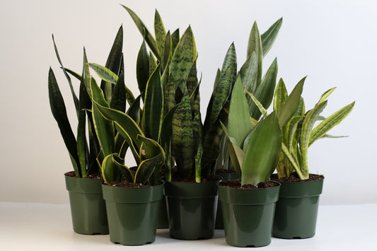 Exploring the Elegance of Snake Plants