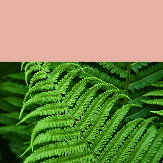 Ferns image 