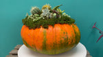 Succulent Arrangment Pumpkin Decor 