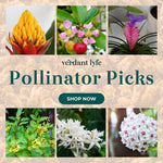 The Importance of Pollinators: How Your Garden Can Help Save the Bees, Butterflies, and More!