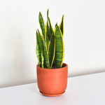 Can Snake Plants Live Outside?