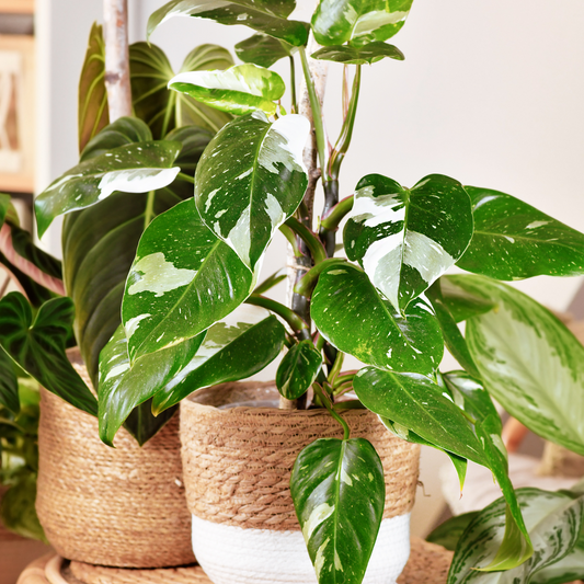 White Princess Philodendron Leaves Turning Pink | A Gorgeous Phenomenon