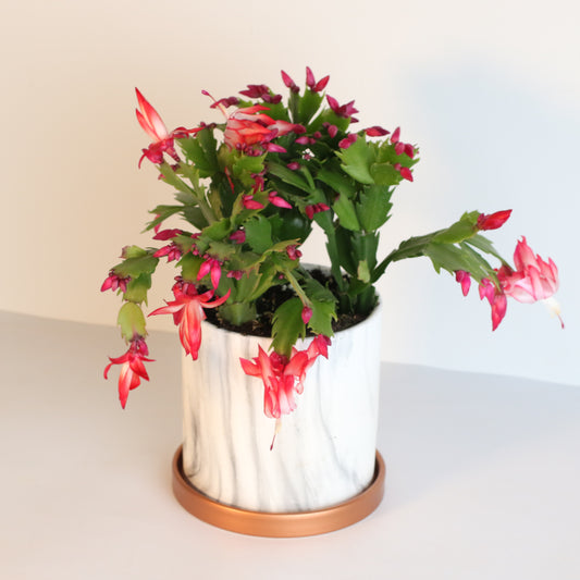 The Christmas Zygo Cactus: This Season’s Star Holiday Plant