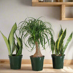 Easy Care Plants