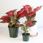 Aglaonema 'Wishes' Pink Plant