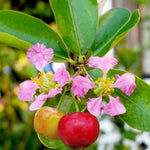 Barbados Cherry