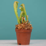 Bug Bat Carnivorous Plant