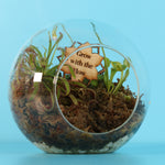 Fierce Forest Terrarium Carnivorous Kit