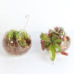 Fierce Forest Terrarium Carnivorous Kit