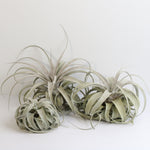 Tillandsia Xerographica Air Plant