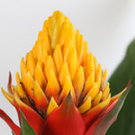 Guzmania Crown