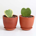 Hoya Kerrii Hearts Bundle