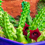 Red Dragon Flower Succulent