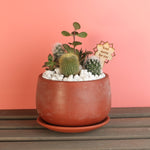 Succulent Arrangement Workshop - Thursday, May 8th at 6:00 pm Excellent Mother's Day Gift Idea