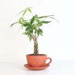 Lucky Braided Money Tree Plant