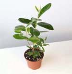 Pineapple Guava Plant -Nursery 6"