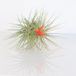 Tillandsia Vanhyniingii Air Plant