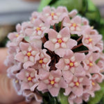 Hoya Compacta Curly Variegated Plant