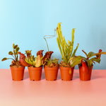 Party of Five Carnivorous Plant Bundle