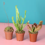 Trio of Terror Carnivorous Plant Bundle