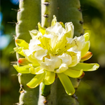 Night Blooming Peruvian Apple Cactus