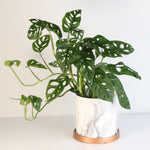 Swiss Cheese Monstera Adansonii Houseplant