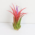 Tillandsia Ionantha Fuego Air Plant