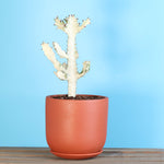 White Ghost Albo Succulent Plant