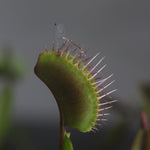 Venus Fly Trap