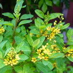 Chinese Perfume Plant