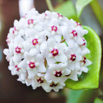 Hoya Carnosa Amore