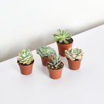 Grower's Choice Succulent Symphony Bundle 3 or 5 pk