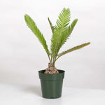 Dioon Mexican Fern Rare Palm