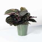 Calathea Roseopicta Dottie Pink Stripe Medallion Prayer Plant Verdant Lyfe