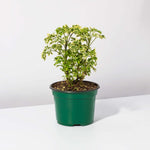 Ming Aralia 'Snowflake' Polyscias Fruticosa Variegated Plant Verdant Lyfe