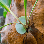 Staghorn Fern Platycerium bifurcatum (Elkhorn) Verdant Lyfe