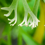 Staghorn Fern Platycerium bifurcatum (Elkhorn) Verdant Lyfe