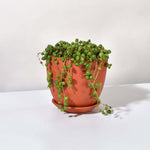 String of Pearls Senecio Rowleyanus Regular Trailing Plant Verdant Lyfe