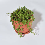 String of Pearls Senecio Rowleyanus Regular Trailing Plant Verdant Lyfe