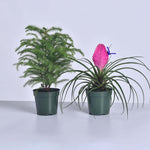 Charming Plant Bundle - Pink Quill & Norfolk Pine