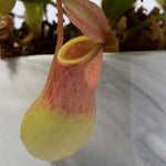 Tropical Pitcher Plant Nepenthes Alata Verdant Lyfe