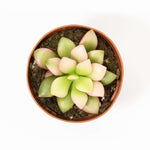 Anacampseros rufescens ‘Aurora’ Rainbow Variegated Succulent Verdant Lyfe