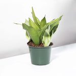 Silver Moonshine Snake Plant Sansevieria Trifasciata Verdant Lyfe