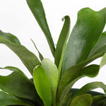 Staghorn Fern Platycerium bifurcatum (Elkhorn) Verdant Lyfe