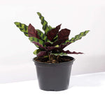 Calathea Rattlesnake Lancifolia Prayer Plant Verdant Lyfe