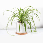 Selene Large Ceramic Planter Marble Effect - Empty Verdant Lyfe