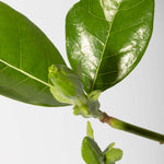 Gardenia taitensis 'Double' - Double Tahitian Fragrant Flowering Bush Plant Verdant Lyfe