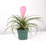 Pink Quill Airplant Tillandsia cyanea Verdant Lyfe